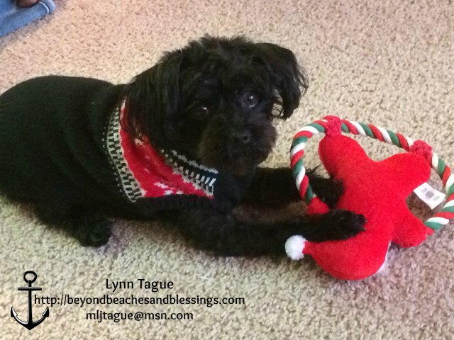 Panda, Yorkie-Poo, Santa Toy, Stampin Up demo Lynn Tague, see card and gift ideas at BeyondBeachesandBlessings.com #BeyondBeachesandBlessings