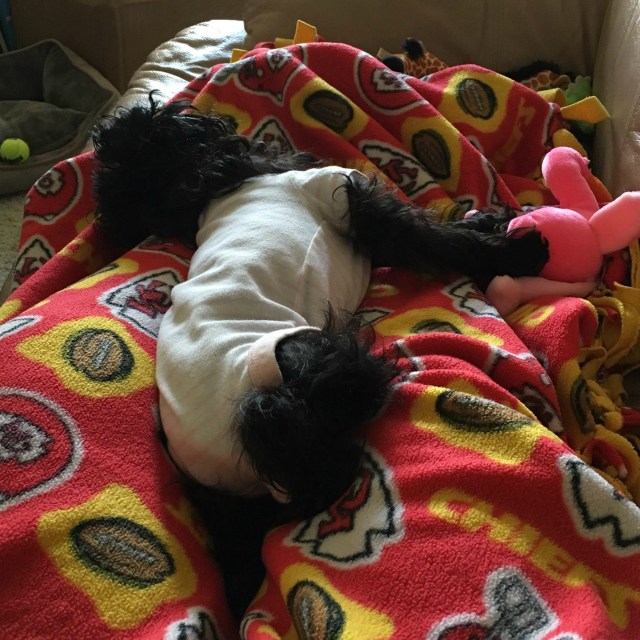 Panda, Yorkie-Poo, Baby Onesie, Stampin Up demo Lynn Tague, see card and gift ideas at BeyondBeachesandBlessings.com #BeyondBeachesandBlessings